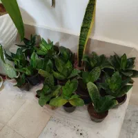 گل سانسوریا کوتاه