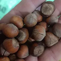 فندق ایرانی