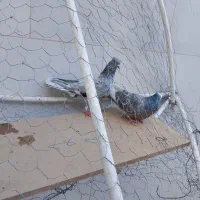 ۱۰ تا پرنده نر