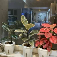 گل و گیاه|گل و گیاه طبیعی|سیرجان, |دیوار