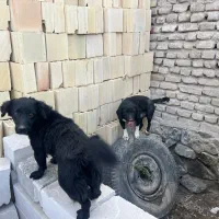 فروش سگ نر و ماده پاکوتاه|سگ|مشهد, نوید|دیوار