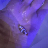 ماهی ابشور اکواریوم|ماهی|تهران, جوادیه تهرانپارس|دیوار