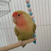 کوتوله برزیلی مولد