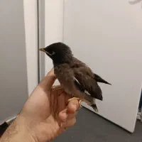 جوجه مینا