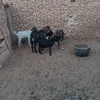 ۷عدد بز وکره ویک عدد چپیش پاکستانی|حیوانات مزرعه|اشکذر, |دیوار