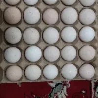 تخم بوقلمون|حیوانات مزرعه|سبزوار, قصبه غربی|دیوار