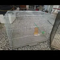 تعدادی قفس قناری با لوازم ولونه طوطی برزیلی