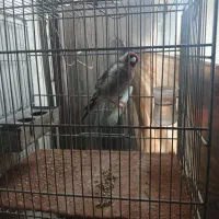 ماده سهره دوساله