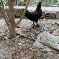 غاز و خروس|حیوانات مزرعه|گرگان, |دیوار