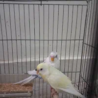 ۷تا مرغ عشق