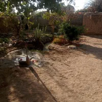 تقریبا هزار تا ماهی امور برای پرورش کردن