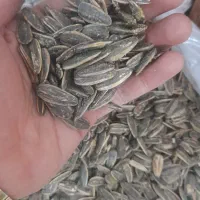 تخمه دور سفید درجه یک همه طعم|عمدهفروشی|اراک, |دیوار