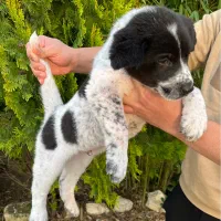 سگ قدرجونی نر واگذاری