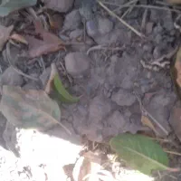 گردن بند پیدا شده