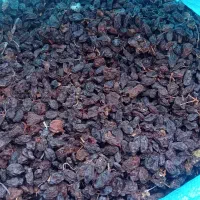 مویز رطبی|خوردنی و آشامیدنی|شیراز, کوشک بیدک|دیوار