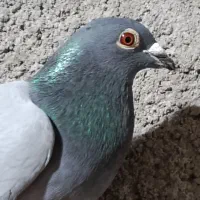 سبز|پرنده|نیشابور, ریوند|دیوار