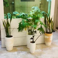 آکواریوم هایکلس سفید
