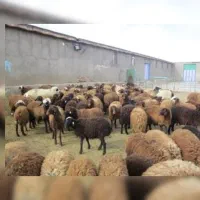 اجاره مکان نگهداری گاو و گوسفند