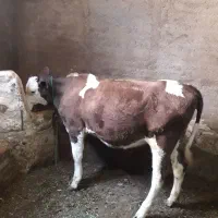 گوساله ماده سیمینتال