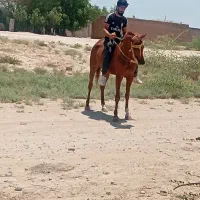 یک عدد اسب حمدانی درجه یک