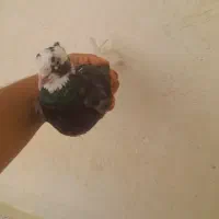 کبوتر لیلک پاپرماده سالم