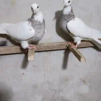 کبوتر طوقی|پرنده|کرمانشاه, |دیوار