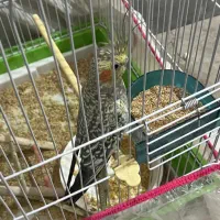 عروس هلتدی جفت|پرنده|شیروان (خراسان), |دیوار