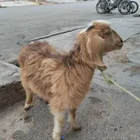 فروش بزغاله ماده در شوش|حیوانات مزرعه|شوش, |دیوار