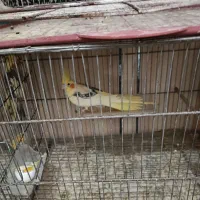 عروس هلندی نر و ماده