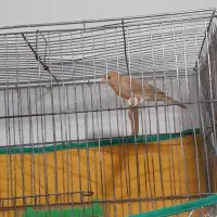 قناری ۳تاجوجه ۴ماهه شتری نر