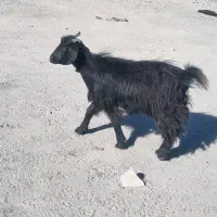 بزغاله و بز|حیوانات مزرعه|شهریار, فرارت|دیوار