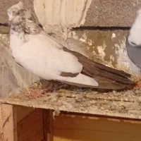 دوتاکفترگرفتنی|پرنده|همدان, |دیوار