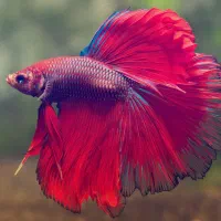 ماهی فایتر(جفت و غیر جفت و تک و ماده ونر)