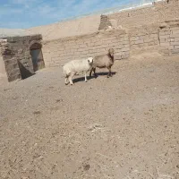 گوسفند|حیوانات مزرعه|سده (خراسان جنوبی), |دیوار