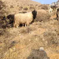 دوبر چپش دوبر بز