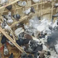 کفتر تهرانی|پرنده|خمینی‌شهر, |دیوار