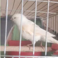 قناری ماده جفت کبوترطوقی رو تخم وجفت طوطی برزیلی