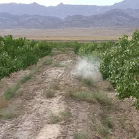 فروش فوری باغ پسته زیر قیمت