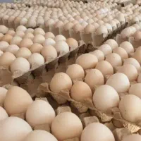 تخم مرغ محلی