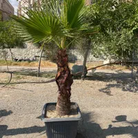نخل (پالم واشینگتن)|گل و گیاه طبیعی|تهران, مجیدآباد|دیوار