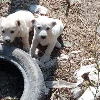 واگذاری توله سگ|سگ|مراغه, |دیوار