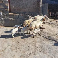 میش بره