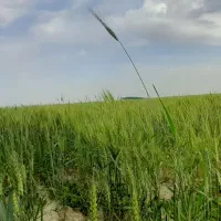 بذرگندم چمران