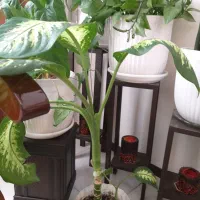 تعدادی گل طبیعی با گلدان|گل و گیاه طبیعی|پردیس, فاز ۱۱|دیوار