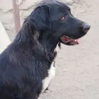 واگذاری توله لاس