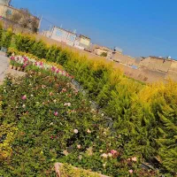 گل رز شب بو.یاس کاغذی کالاانوا شمعدانی تک و عمده