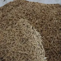 شلتوک جو برنج هاشمی