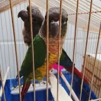 جفت مولد گرینچیک سخنگو|پرنده|سرپل ذهاب, |دیوار