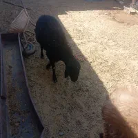 قوچ هترو|حیوانات مزرعه|جغتای, |دیوار