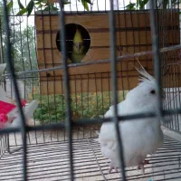 عروس هلندی|پرنده|بهبهان, |دیوار